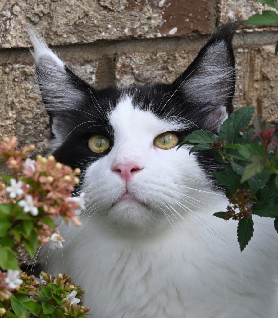 Maine Coon cat at Hickory Ridge Maine Coons, a home-based cattery in Gallatin, Tennessee