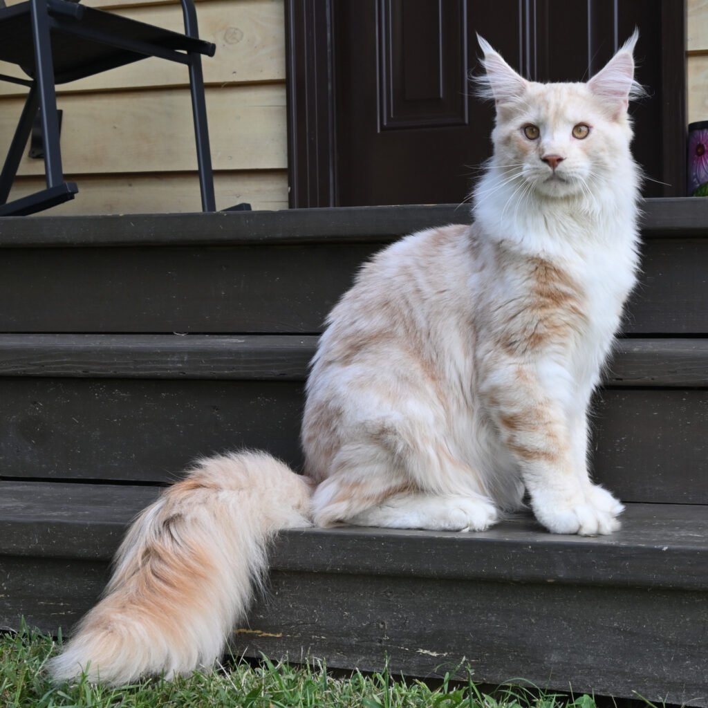 Maine Coon cat at Hickory Ridge Maine Coons in Gallatin, Tennessee