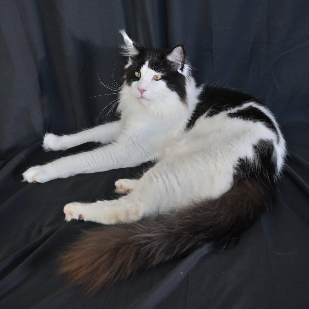Augustus, a black and white bicolor Maine Coon king at Hickory Ridge Maine Coons