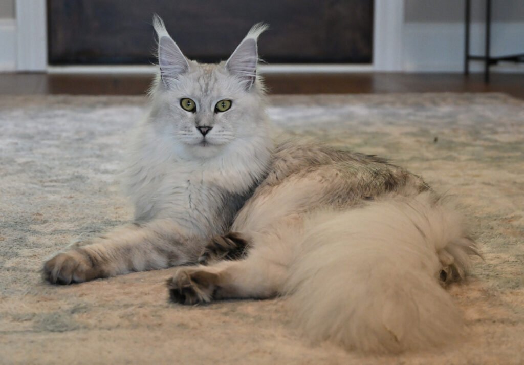 Sgaeyl, a high silver Maine Coon queen at Hickory Ridge Maine Coons